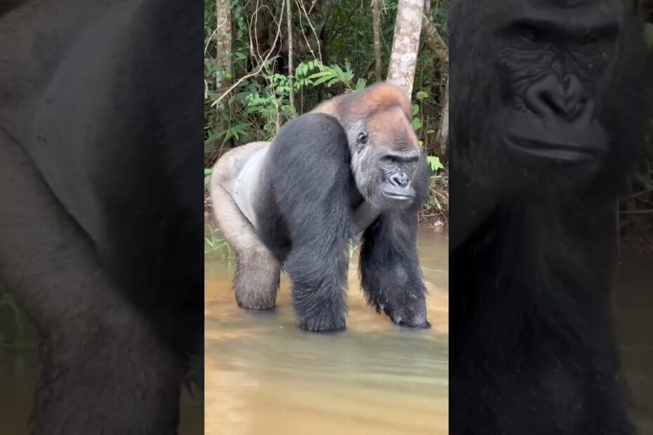 Average silverback gorilla height
