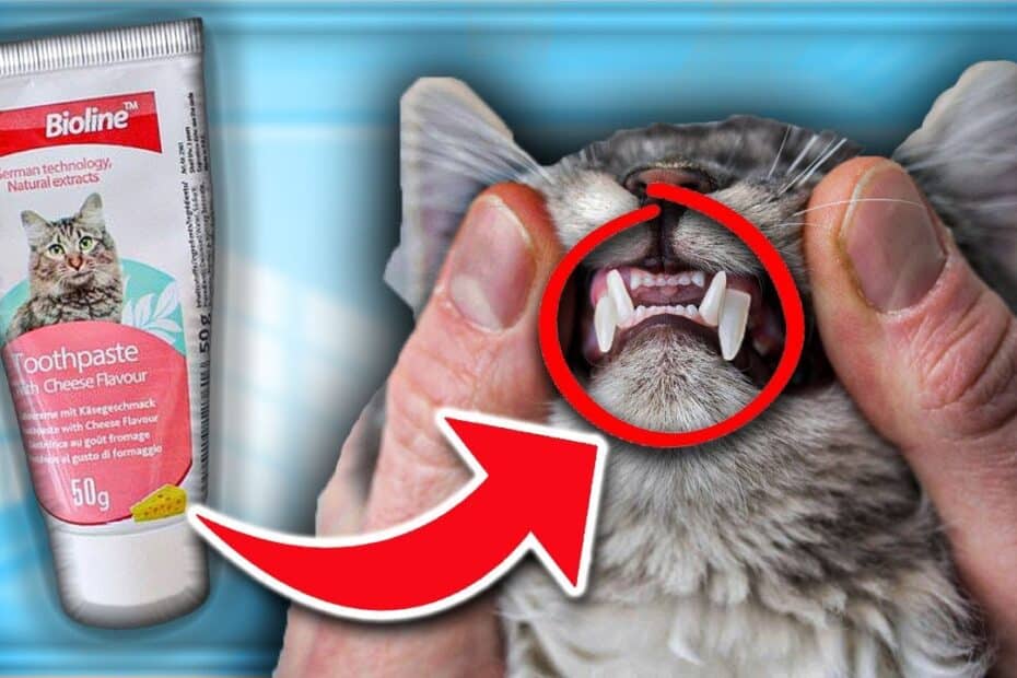 Cat toothpaste