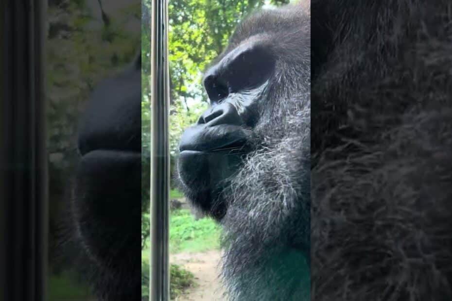 Gorilla height standing