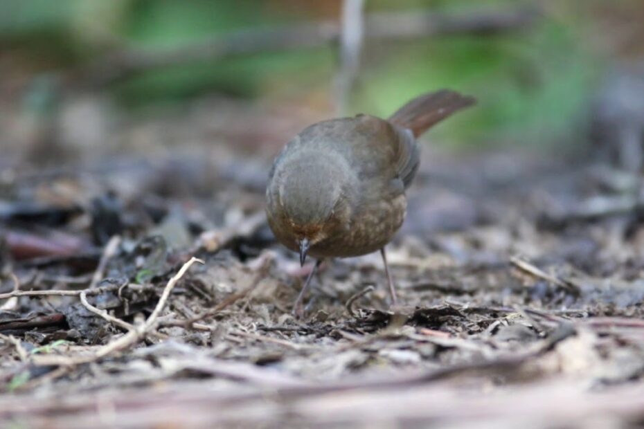 Pilotbird