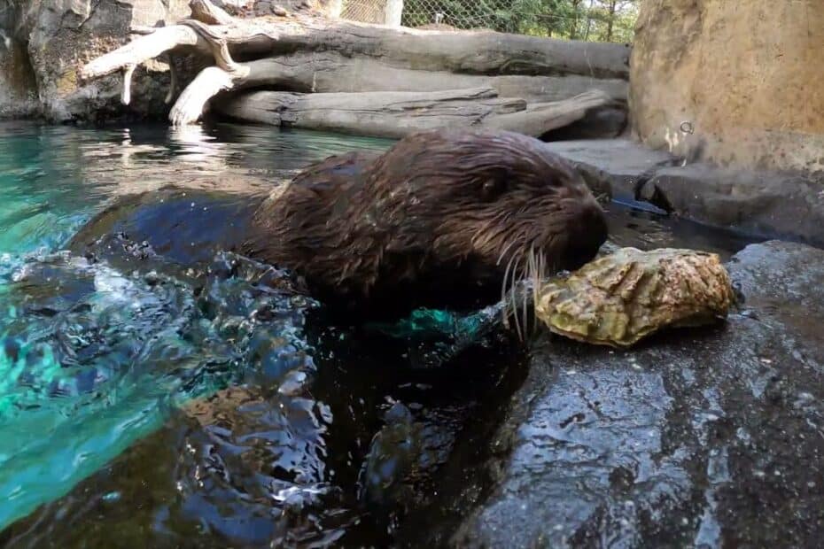 Mammal That Cracks Open Sea Urchins