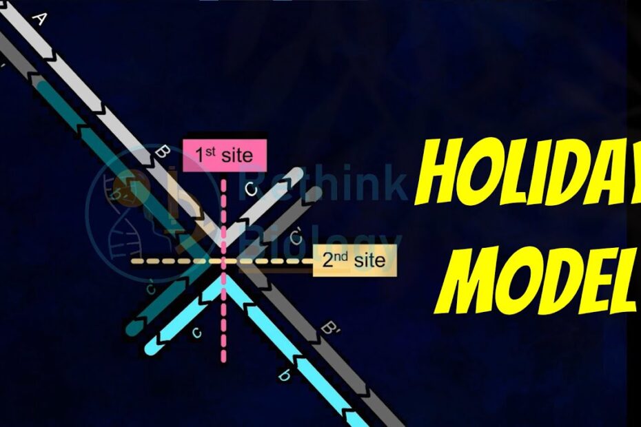 Model Holliday
